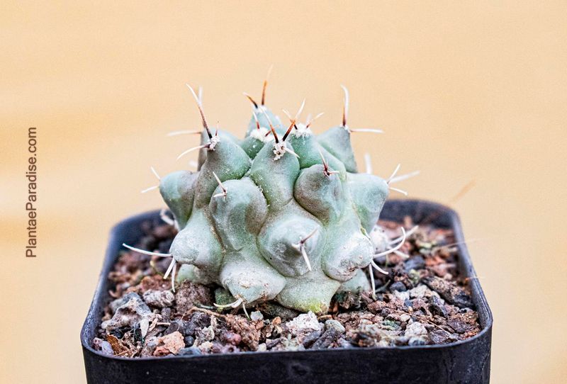 Thelocactus rinconensis Multicephalus HO409 puentes, NL (Jaromir) whole plant