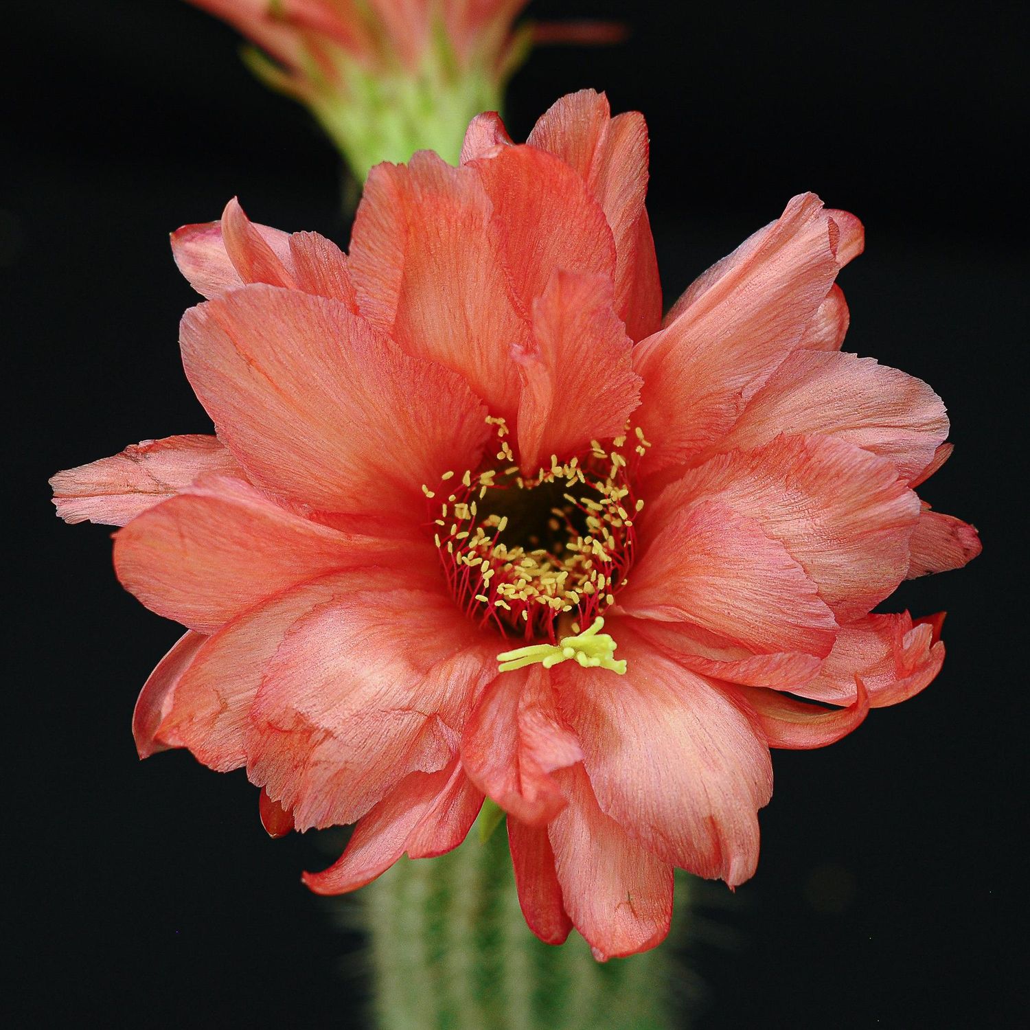 Trichocerous hybrid StormFront in bloom with red flowers