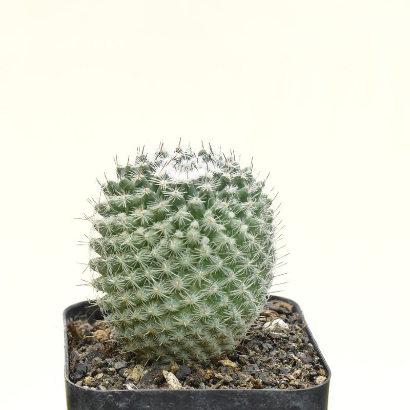 Mammillaria Perbella front view