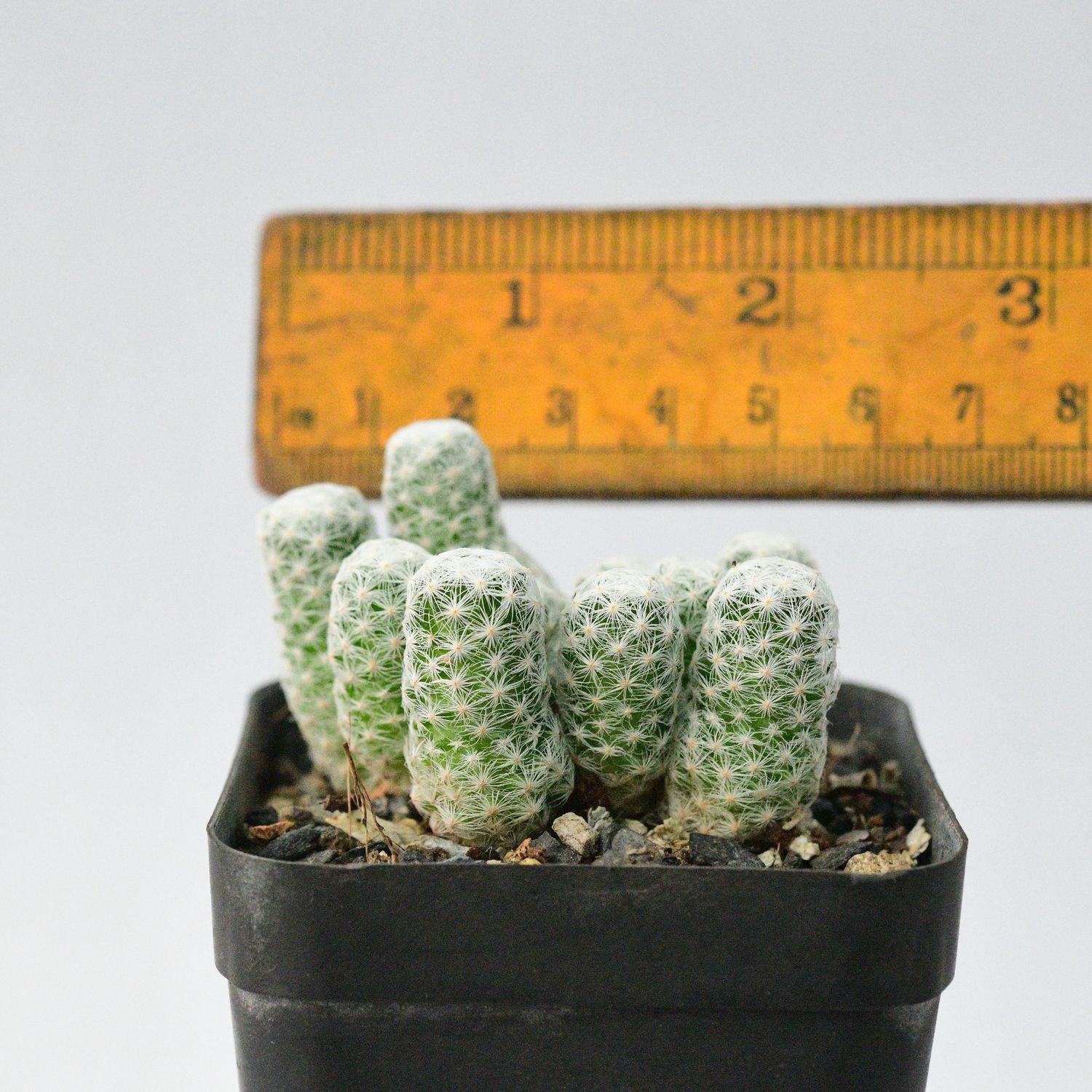 Mammillaria humboldtii (Rooted)