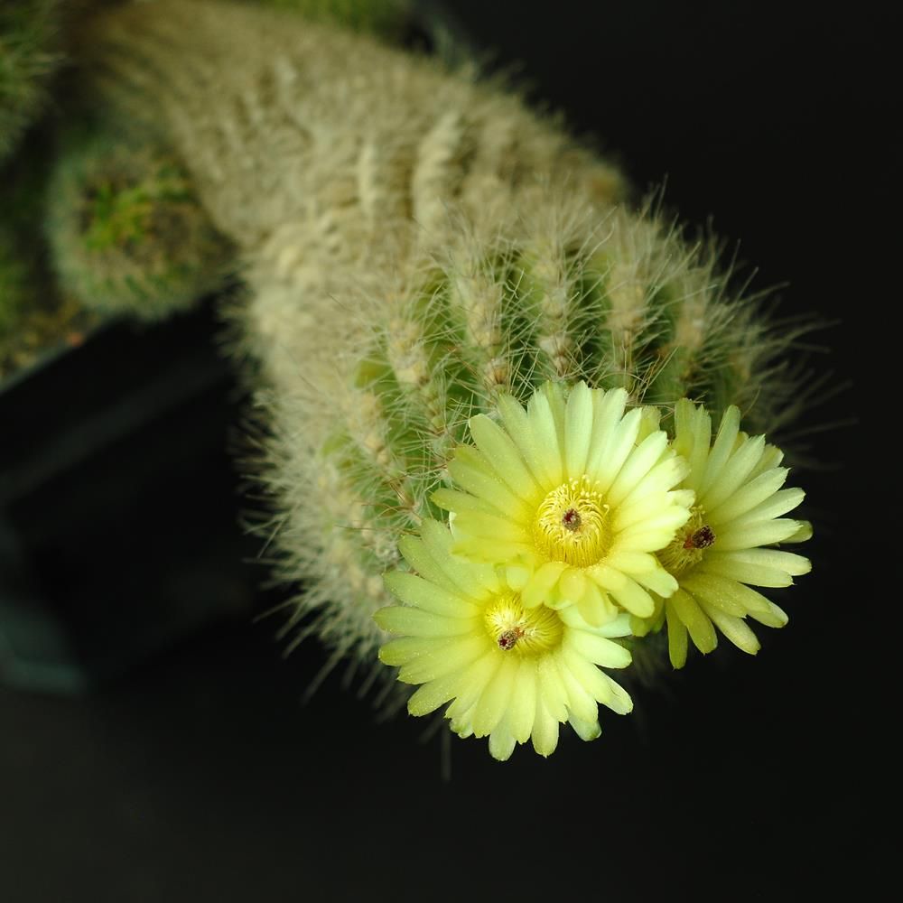 Parodia (Notocactus) Tabularis in bloom with yellow flowers