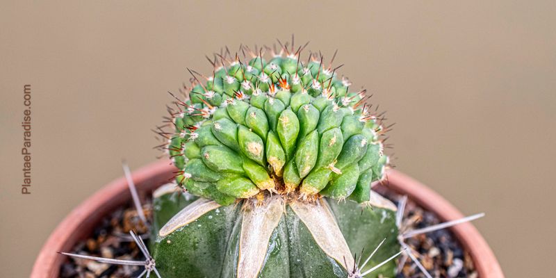 Mammillaria compressa crest grafted top-down view
