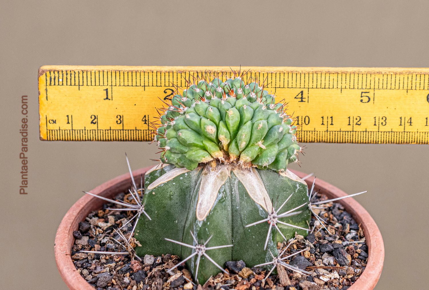 Mammillaria compressa crest grafted with ruler for size reference