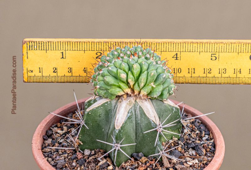 Mammillaria compressa crest grafted with ruler for size reference