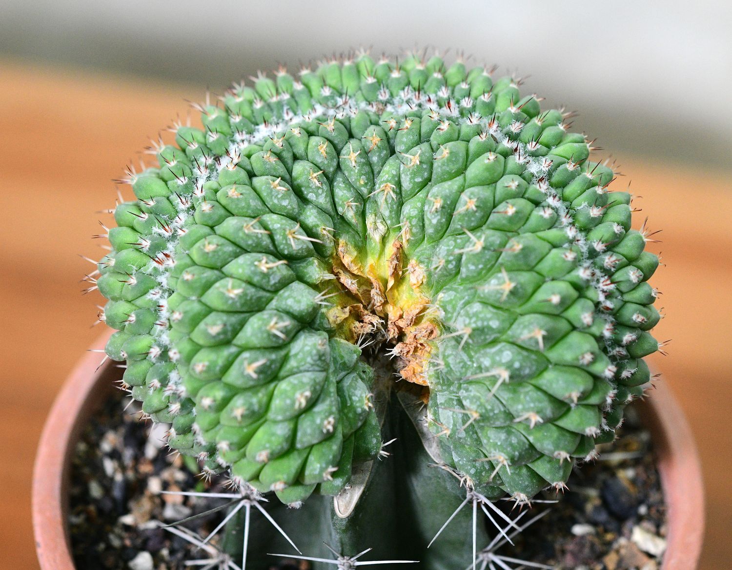 Mammillaria compressa crest grafted Mammillaria compressa crest grafted in terra cotta pot