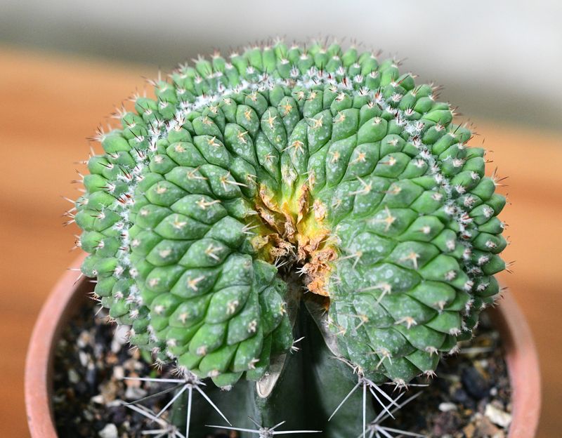 Mammillaria compressa crest grafted Mammillaria compressa crest grafted in terra cotta pot