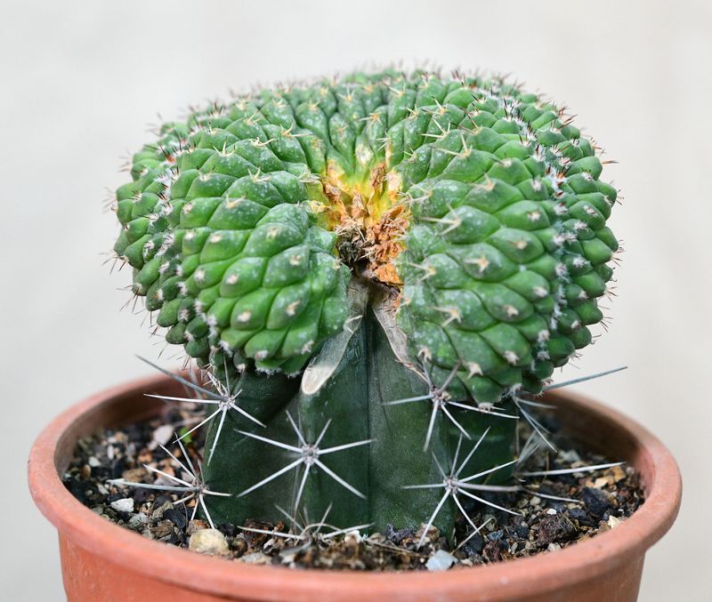 Mammillaria compressa crest grafted front view in nursery pot