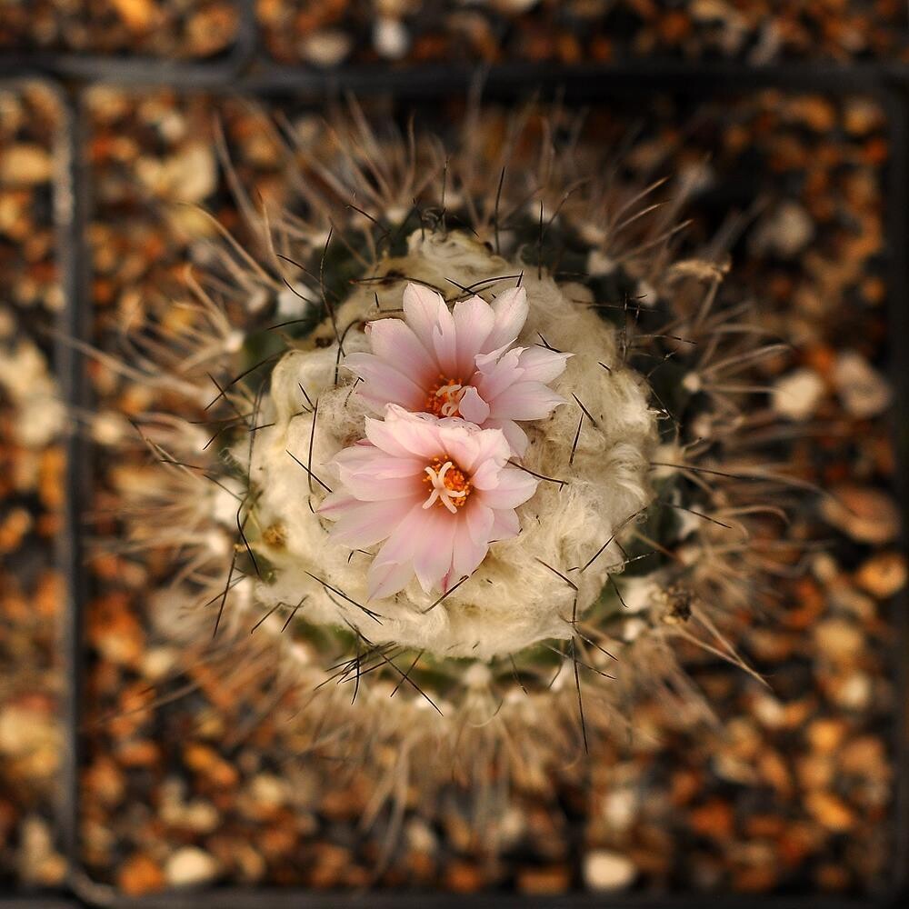 Turbinicarpus laui in bloom, top-down pink flowers