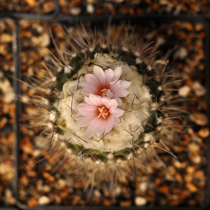 Turbinicarpus laui in bloom, top-down pink flowers