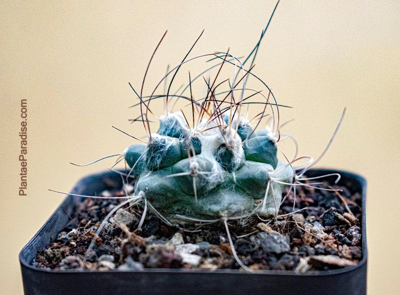 Turbinicarpus laui front view