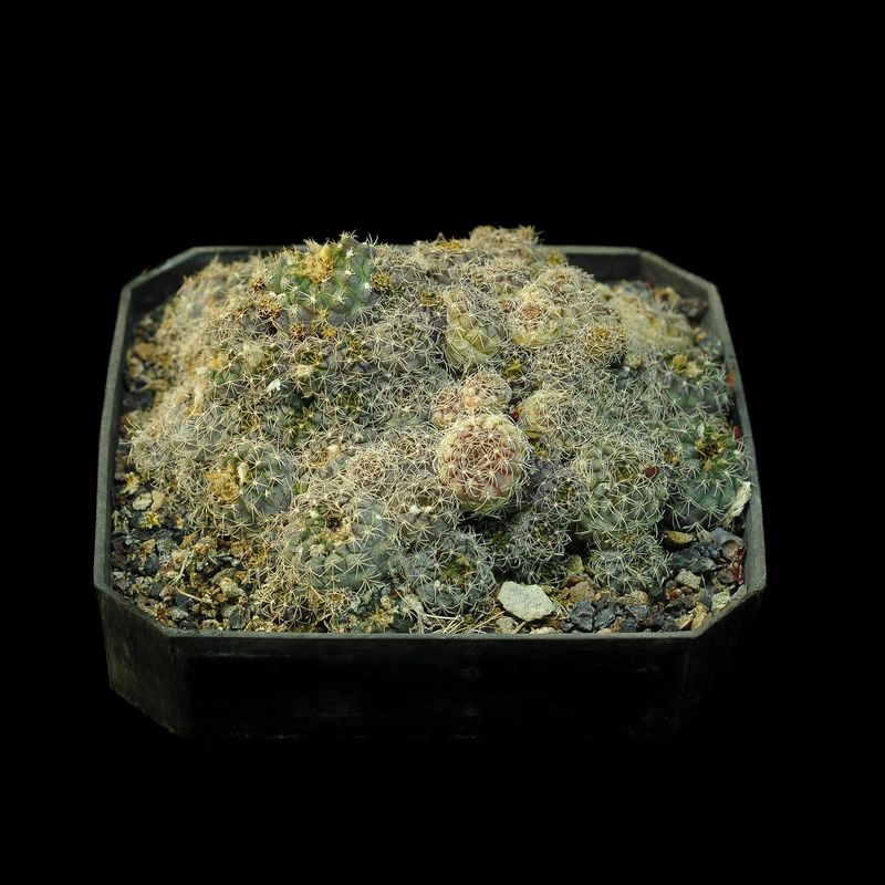 Frailea pseudograhliana