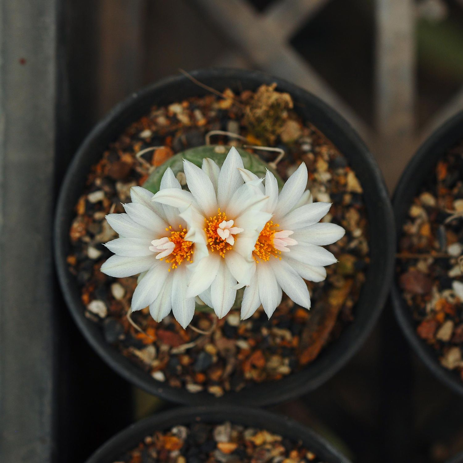 Turbinicarpus polaskii MZ 706,La Bonita,San Luis Potosi Turbinicarpus polaskii MZ 706,La Bonita,San Luis Potosi in bloom with white and orange flowers