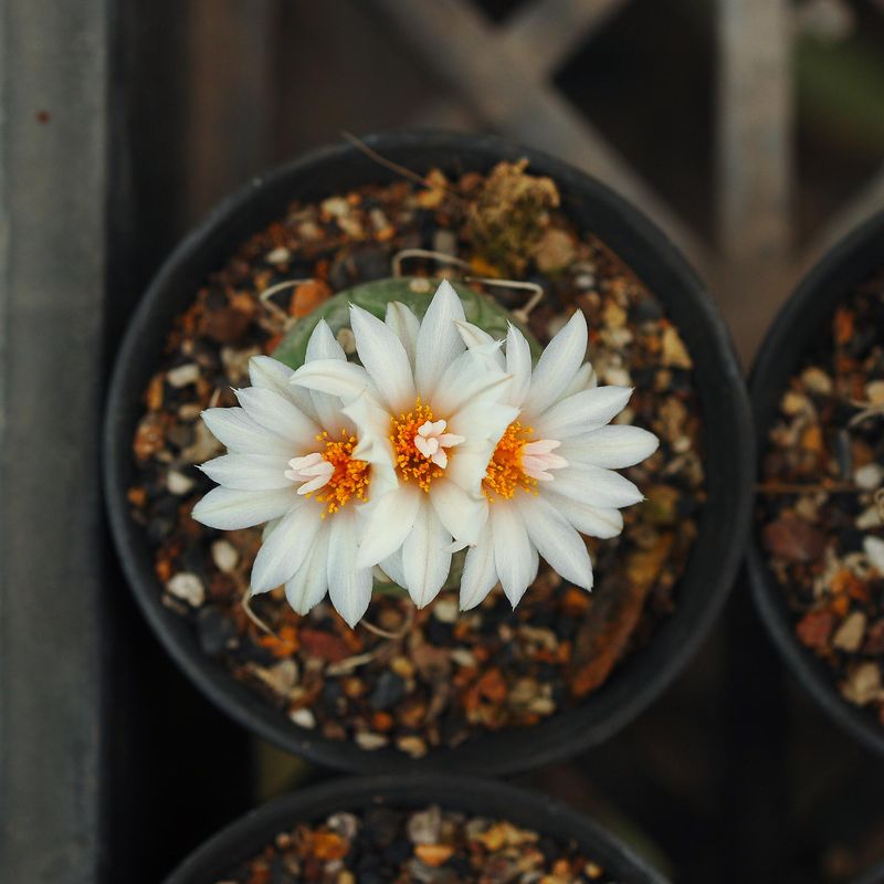 Turbinicarpus polaskii in bloom, top-down white flowers