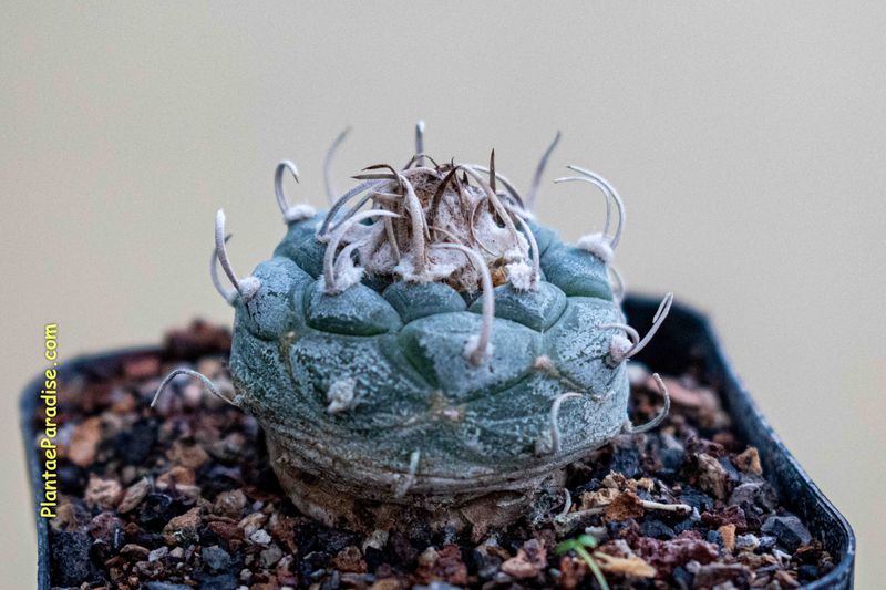 Turbinicarpus polaskii front view