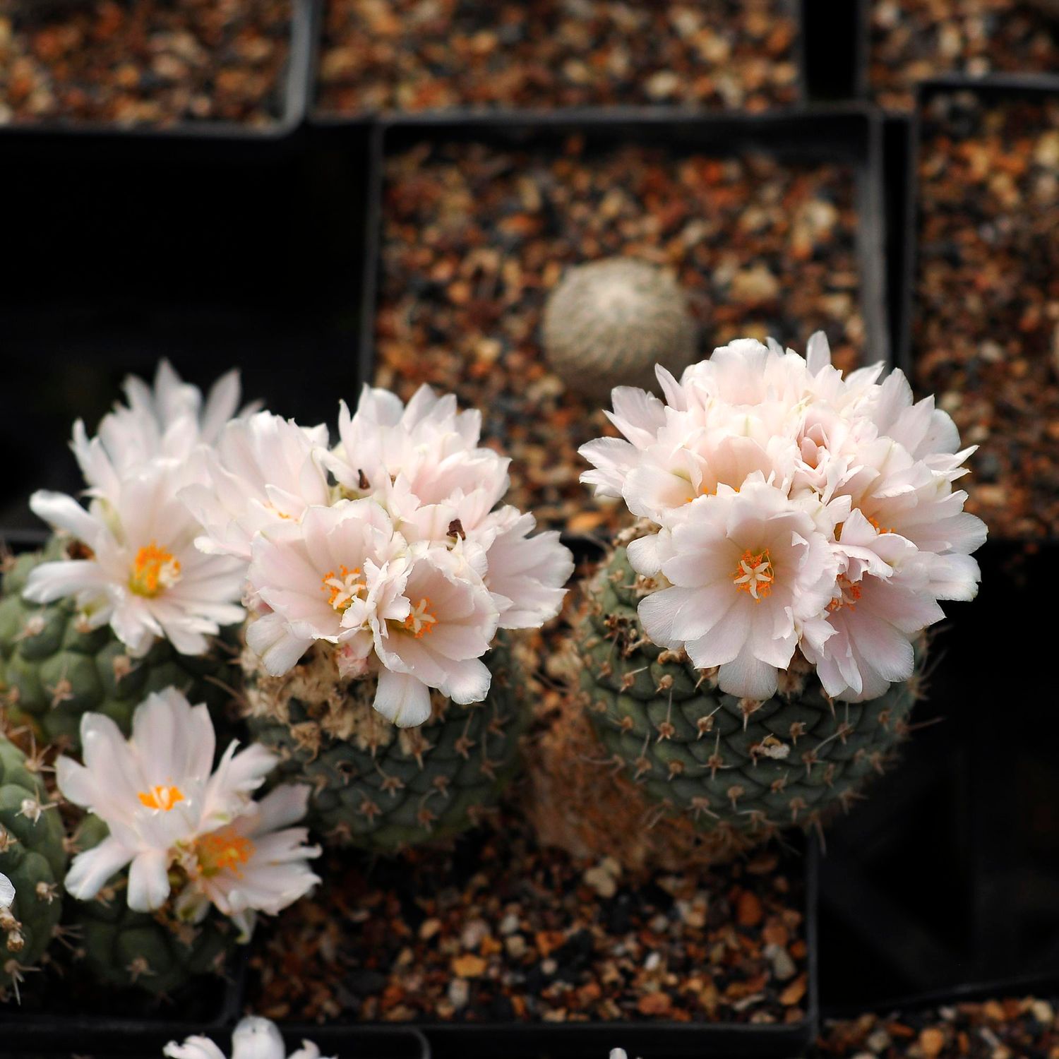 Turbinicarpus Lophophoroides - Flower view 