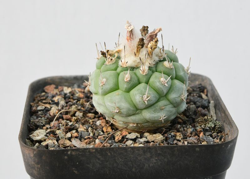 Turbinicarpusl lophophoroides