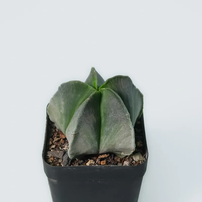 Astrophytum Myriostigma Nudum