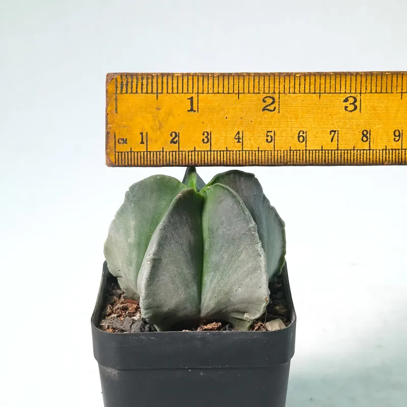 Astrophytum Myriostigma Nudum