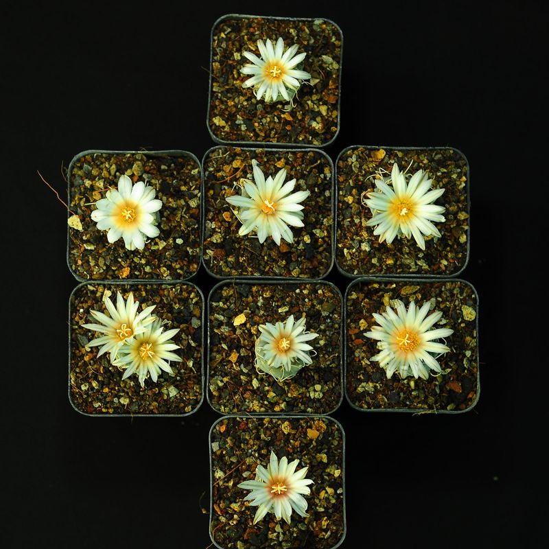 Turbinicarpus frailensis nursery tray in bloom, multiple plants