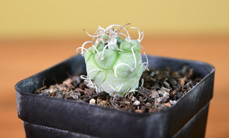 Turbinicarpus frailensis PP 402 El Herero SLP