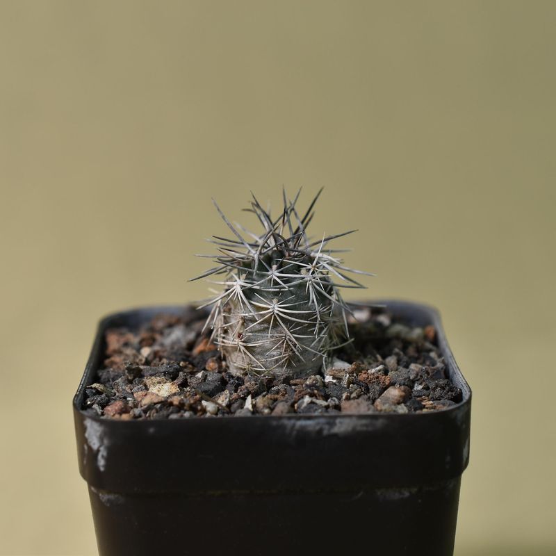 Echinocereus  viridiflorus var davisii