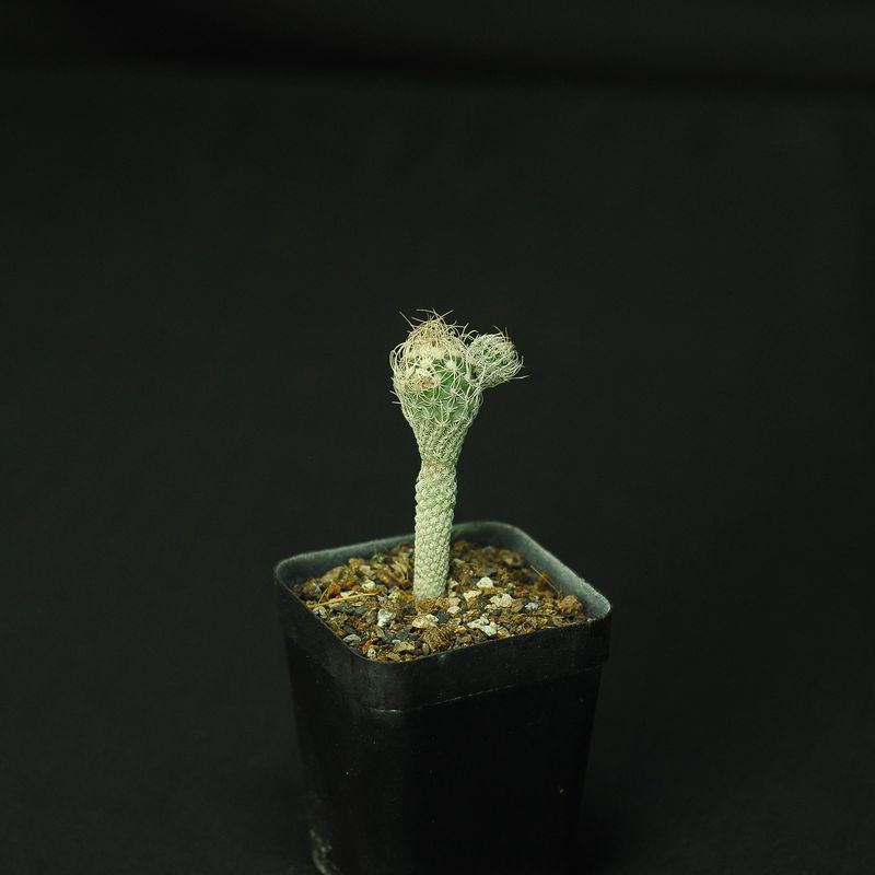 Turbinicarpus Krainzianus