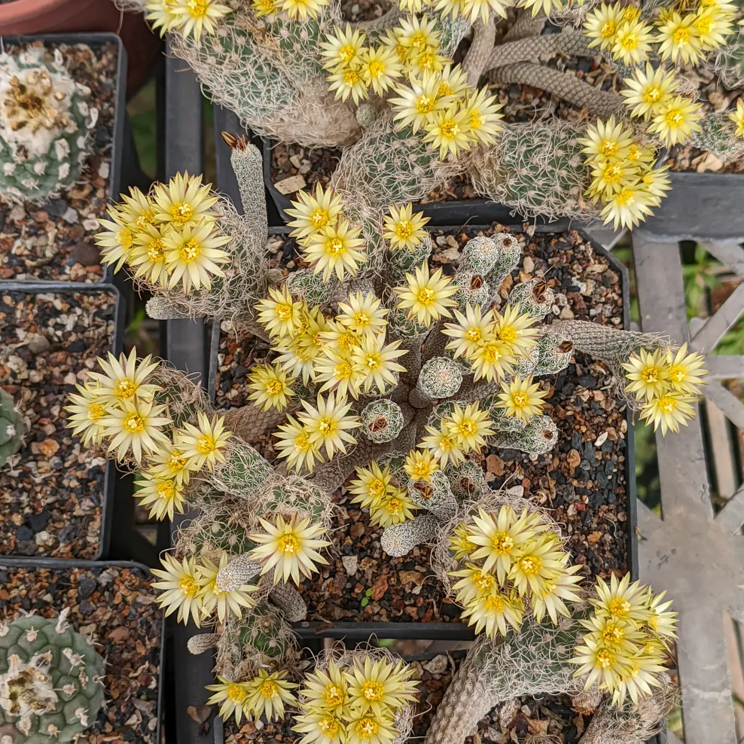 Turbinicarpus Krainzianus Turbinicarpus Krainzianus