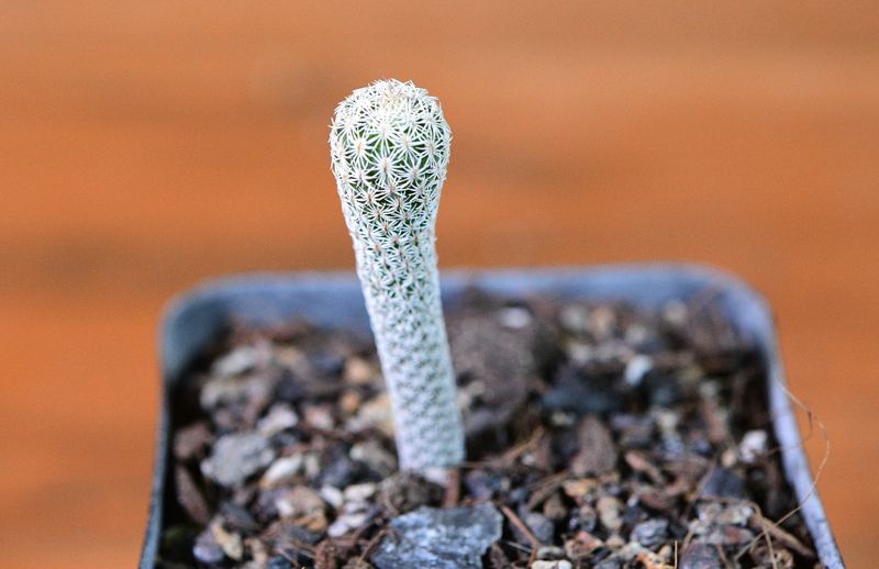 Turbinicarpus krainzianus