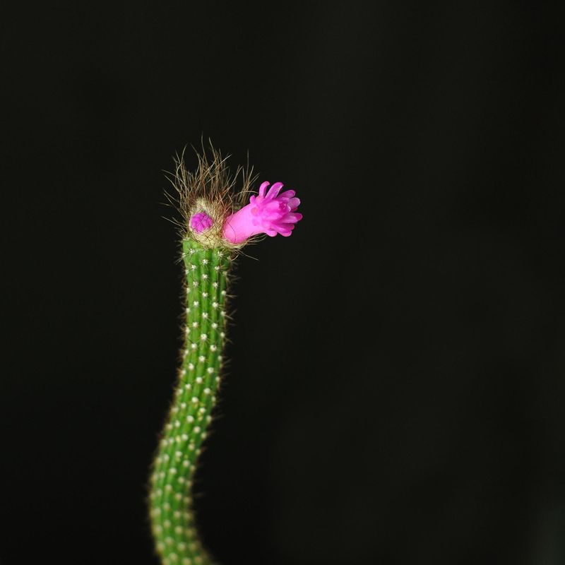 Arrojadoa penicillata