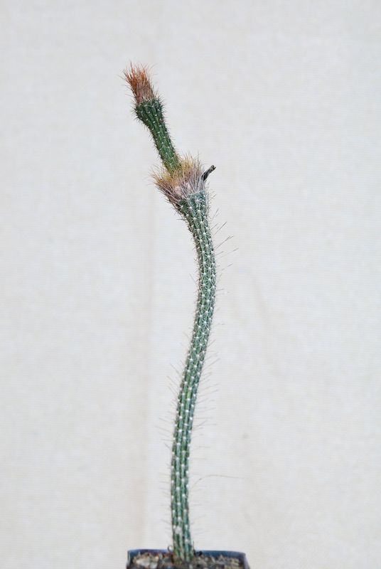 Arrojadoa penicillata
