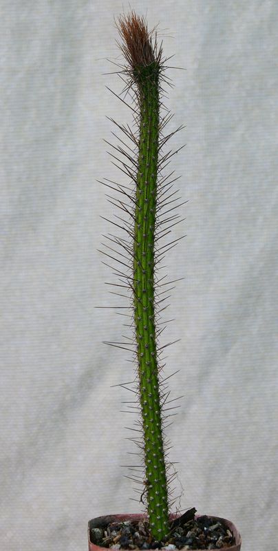Arrojadoa penicillata young plant in pot