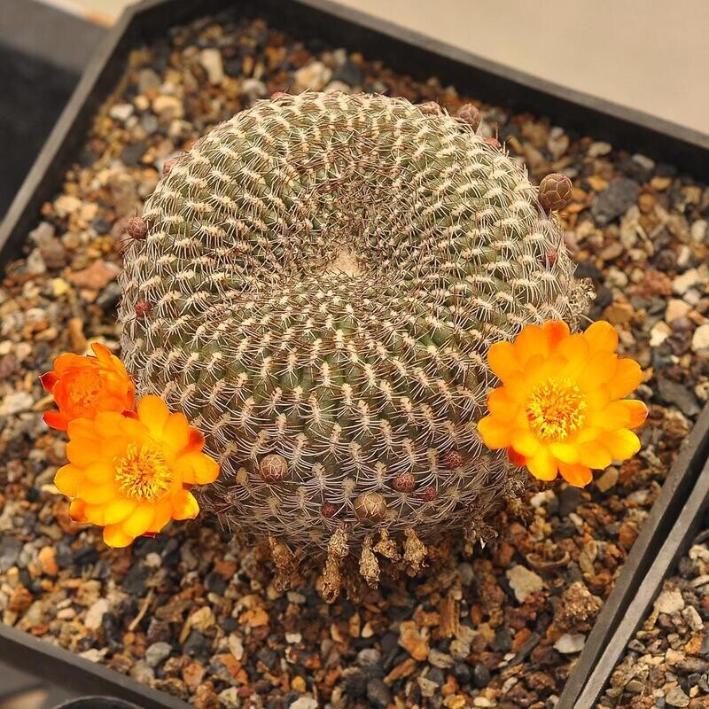 Sulcorebutia candida arenacea in bloom, top-down