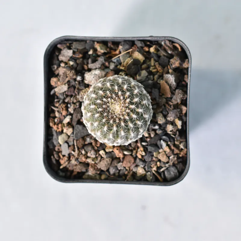 Sulcorebutia Candida Arenacea