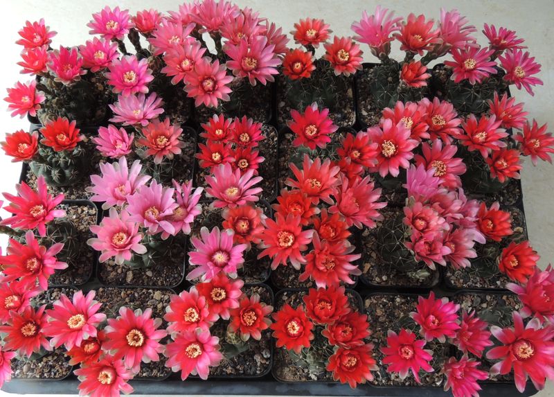 Gymnocalycium Baldianum Cactus with Vibrant Pink and Read Flowers