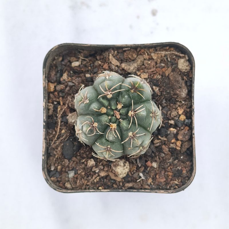 Gymnocalycium baldianum