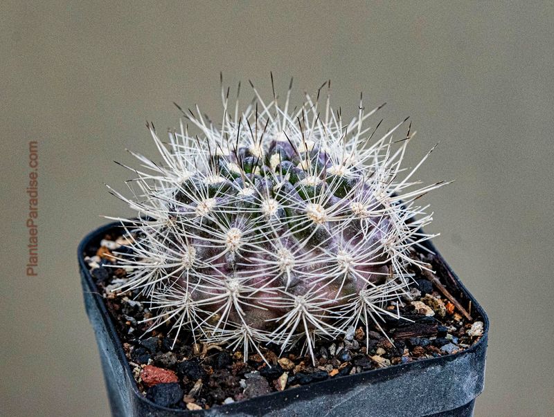 Eriosyce villosa front view