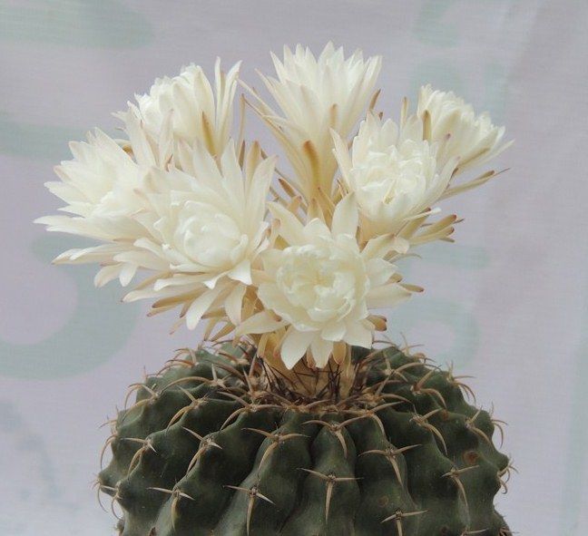 Discocactus chrystallophorus Form HU 582 Minas Gerais