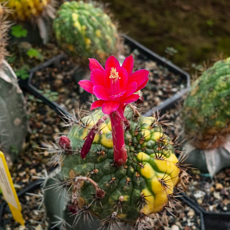 Matucana aurantiaca Variegated