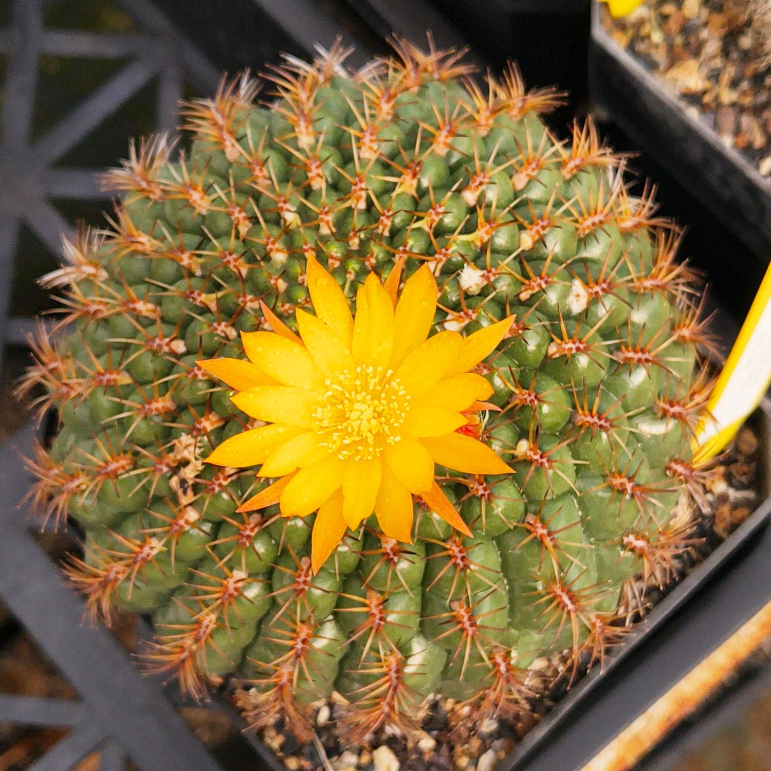 Matucana aureiflora
