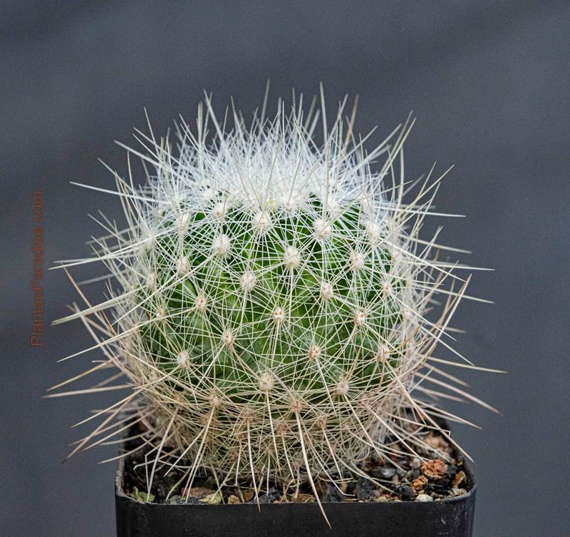 Echinomastus macdowelii front view