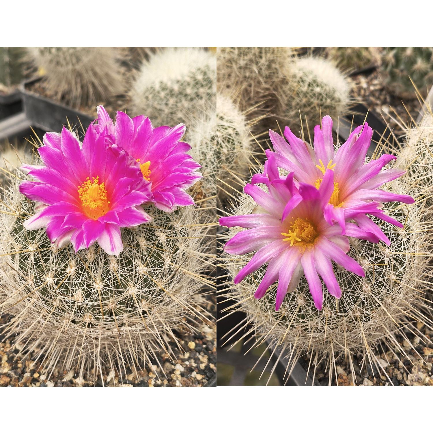 Echinomastus Macdowelii