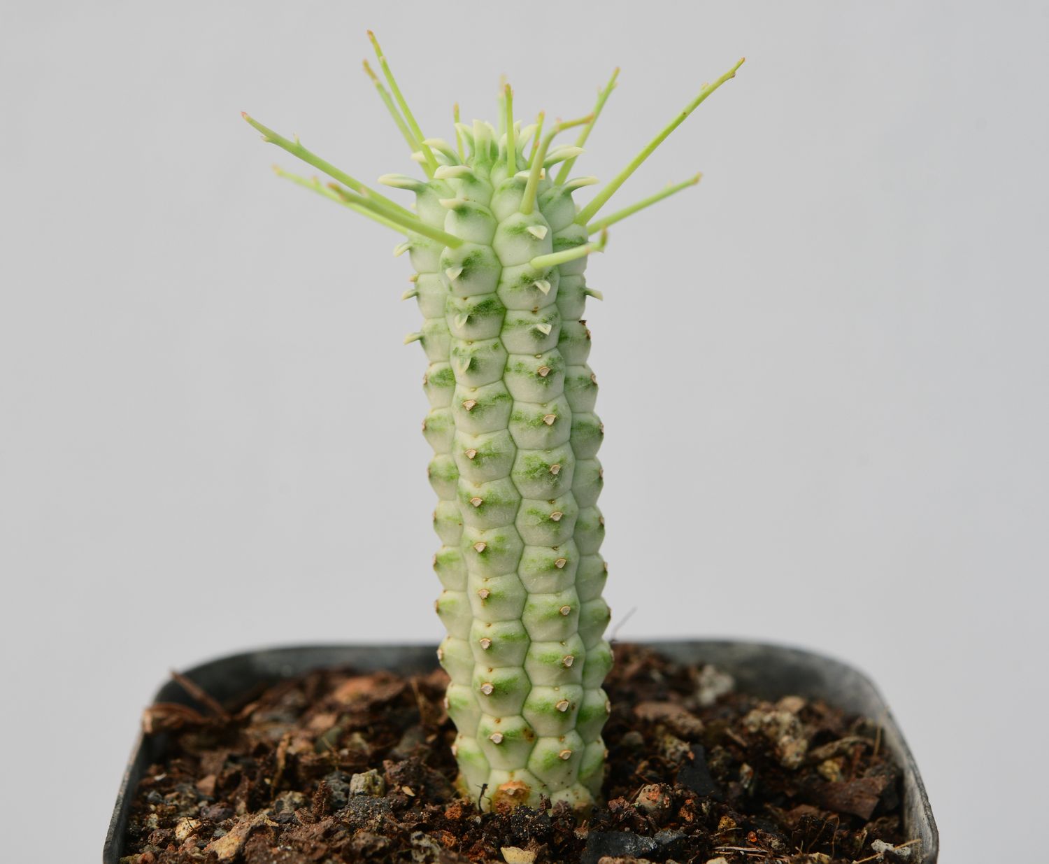 Euphorbia mammillaris forma variegata Euphorbia mammillaris forma variegata in nursery pot
