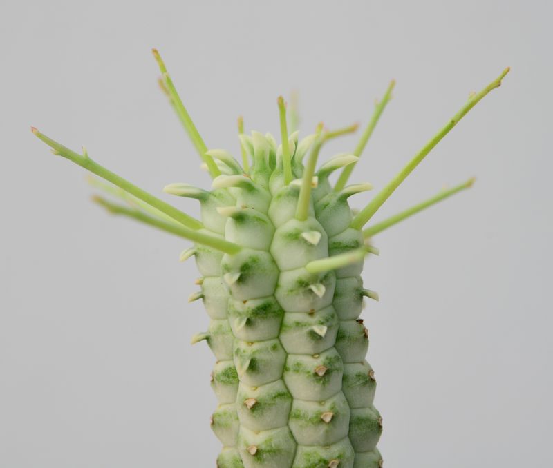 Euphorbia mammillaris forma variegata close-up of spines and crown