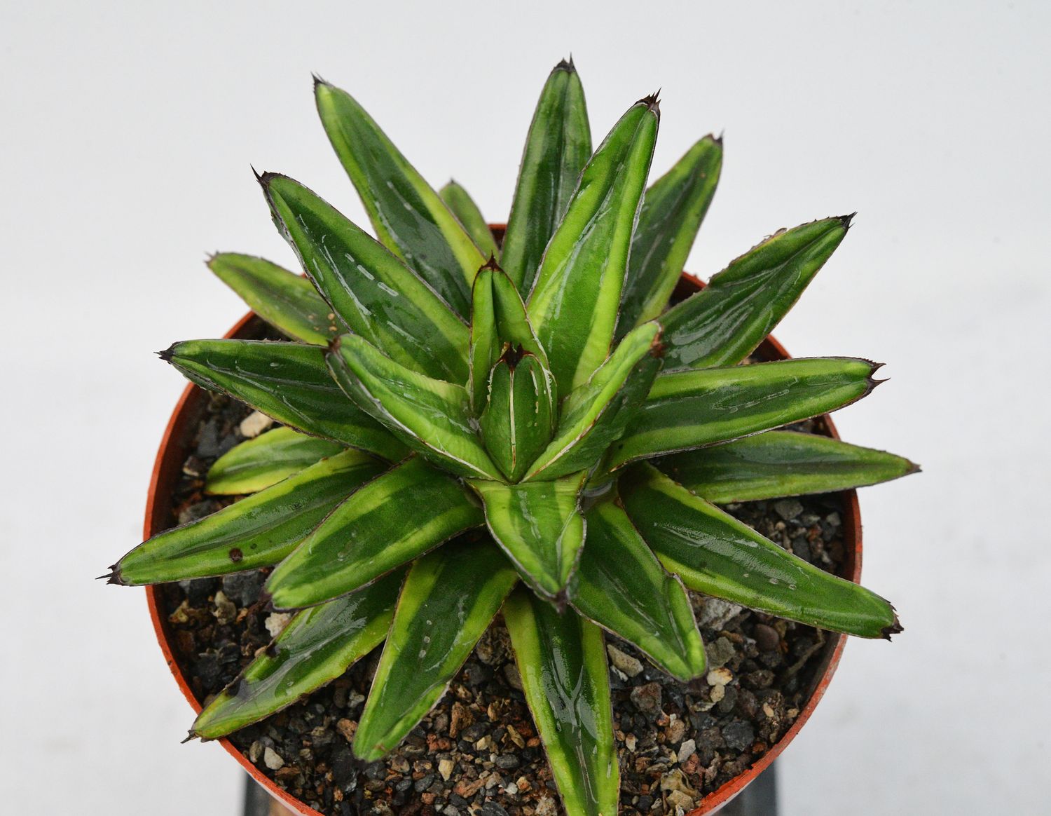 Agave Victoria Reginae ( Variegated) Cream Compact /Lemonade