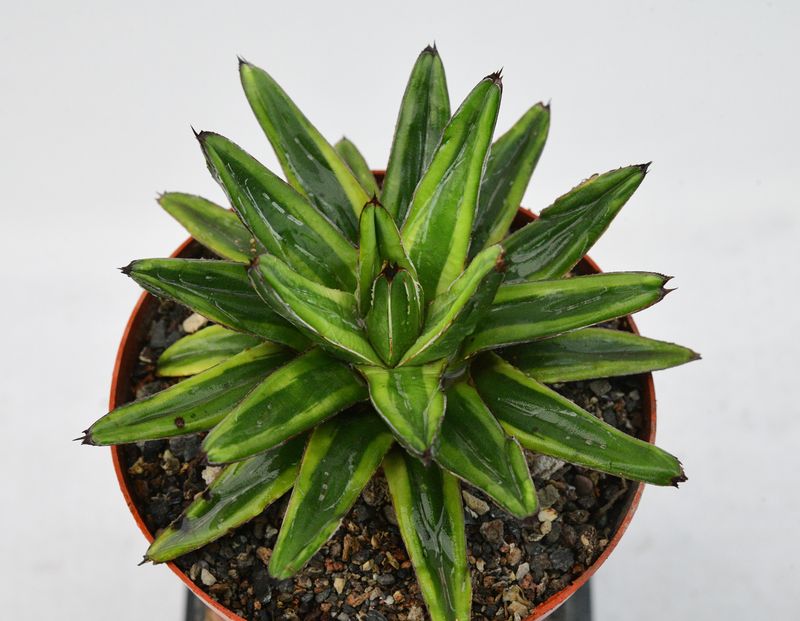 Agave Victoria Reginae ( Variegated) Cream Compact /Lemonade
