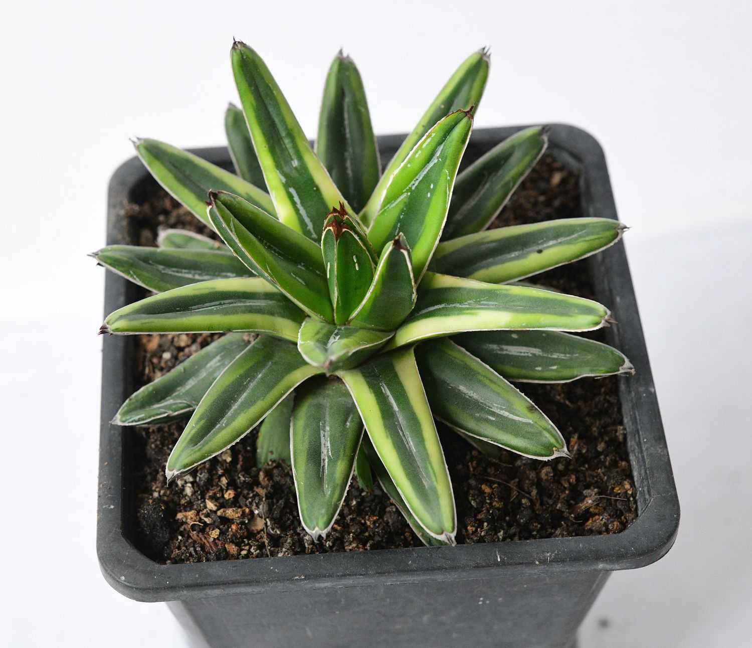 Agave Victoria Reginae ( Variegated) Cream Compact /Lemonade