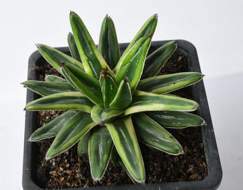 Agave Victoria Reginae ( Variegated) Cream Compact /Lemonade