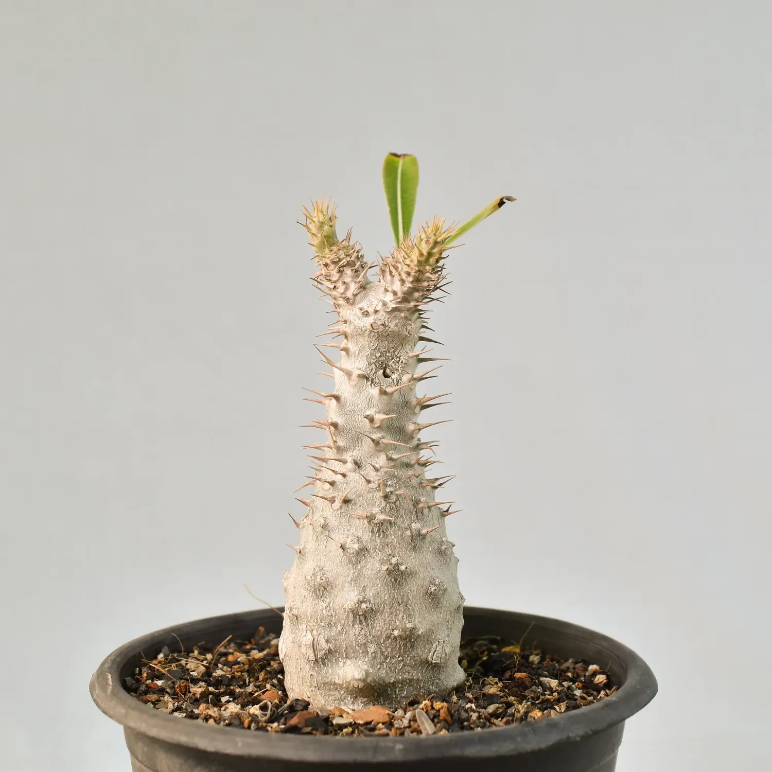 Pachypodium rosulatum subsp. gracilius