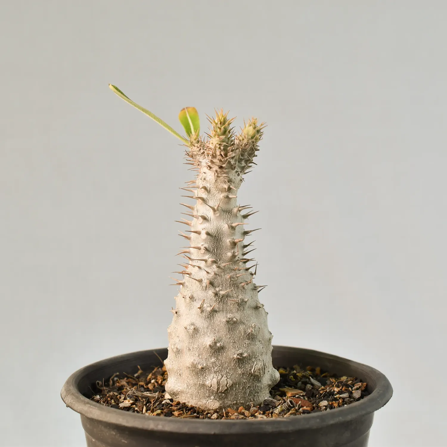 Pachypodium rosulatum subsp. gracilius