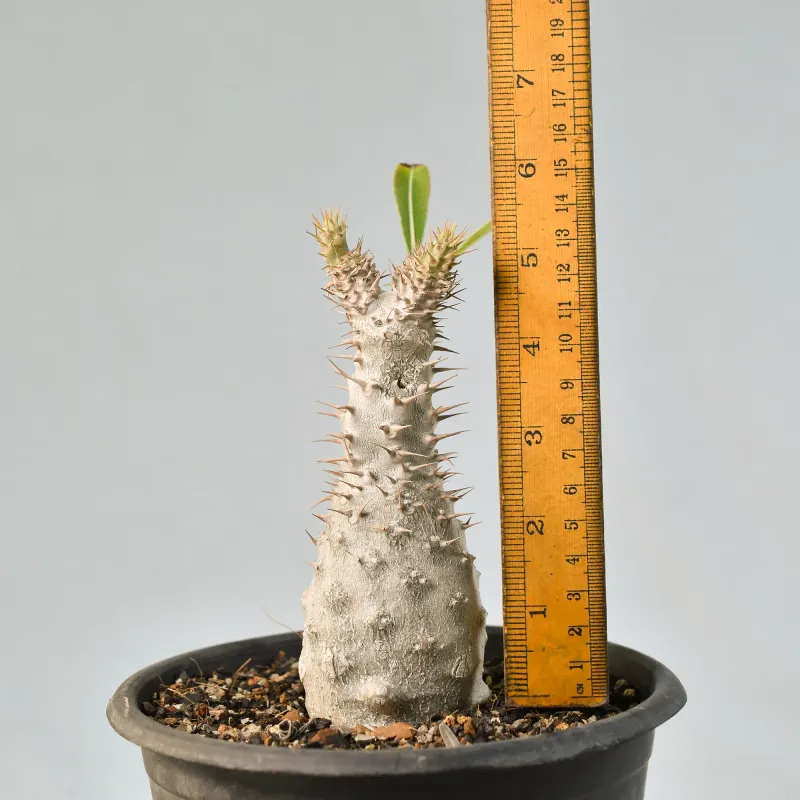 Pachypodium rosulatum subsp. gracilius